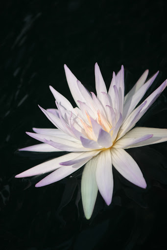 Performing Arts Theater «Barbara B. Mann Performing Arts Hall», reviews and photos, 13350 FSW Pkwy, Fort Myers, FL 33919, USA