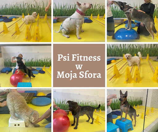 Moja Sfora - groomer Warszawa