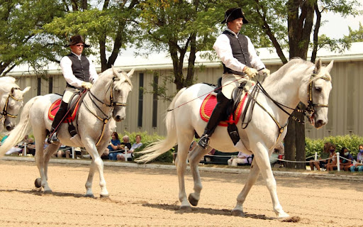 Tourist Attraction «The Tempel Lipizzans», reviews and photos, 17000 W Wadsworth Rd, Old Mill Creek, IL 60083, USA