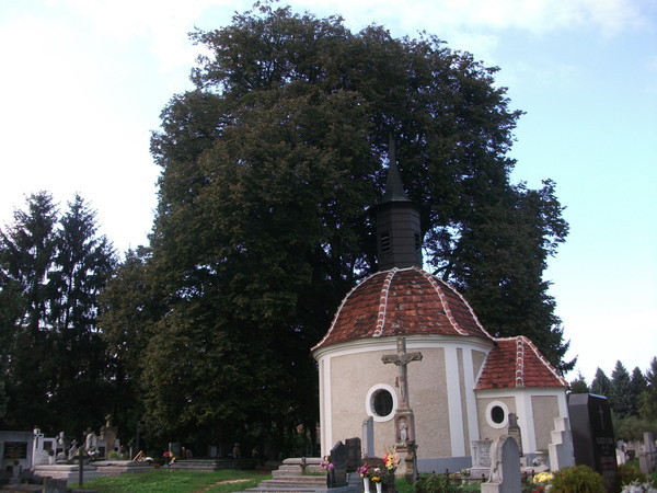 Zalai hárs, (Zalaegerszeg, Olai temető)