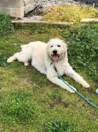 Weyekins Behavior and Training - Photo 7 - Car repair in , Salinas