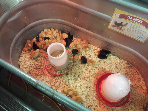 Home Improvement Store «Tractor Supply Co.», reviews and photos, 10161 Lochridge Blvd, Covington, GA 30014, USA