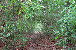 Badulukelaya Forest Reserve image