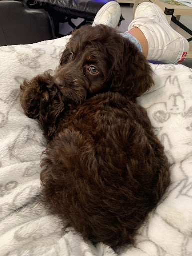 Pet Supply Store «Lil Rascals», reviews and photos, 10035 Gulf Center Dr #105, Fort Myers, FL 33913, USA