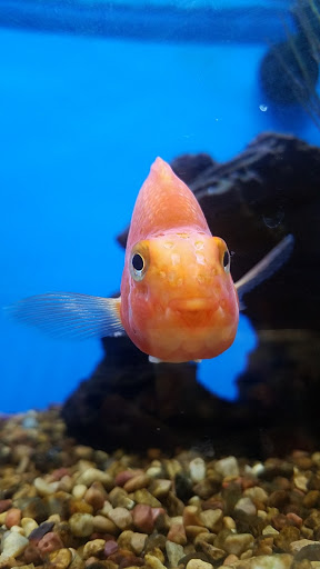 Pet Supply Store «Petco Animal Supplies», reviews and photos, 300 Hylan Dr, Rochester, NY 14623, USA