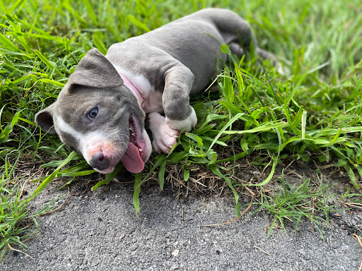 Pet Supply Store «PetSmart», reviews and photos, 300 N Congress Ave, Lake Park, FL 33403, USA