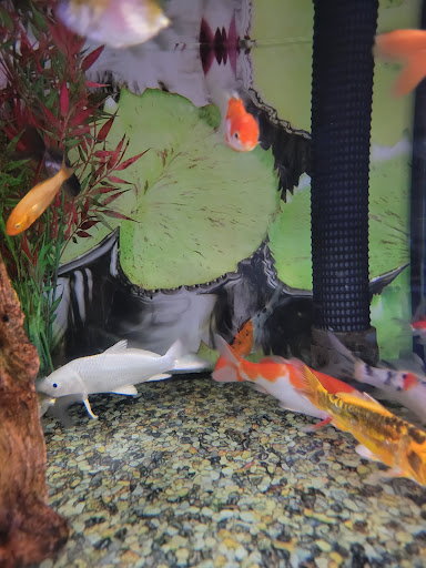 Pet Supply Store «Petco Animal Supplies», reviews and photos, 1933 South Rd, Poughkeepsie, NY 12601, USA