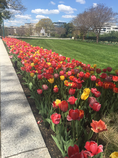 Florist «Exotica Florist», reviews and photos, 10376 Main Street, Fairfax, VA 22030, USA