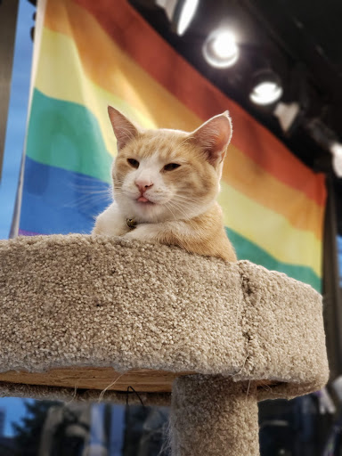 Used Clothing Store «iconoCLAD», reviews and photos, 414 300 S, Salt Lake City, UT 84111, USA