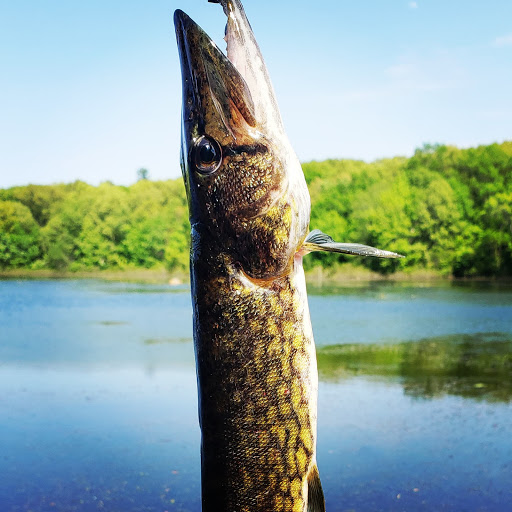 Park «Pond Meadow Park», reviews and photos, 470 Liberty St, Braintree, MA 02184, USA