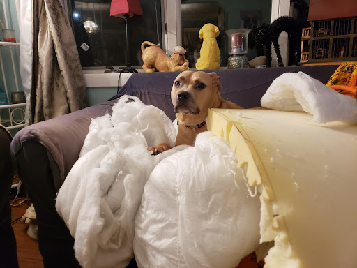 Pet Supply Store «PetSmart», reviews and photos, 1110 NY-112, Port Jefferson Station, NY 11776, USA