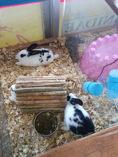 Pet Store «Pet City», reviews and photos, 2119 Collier Pkwy, Land O Lakes, FL 34639, USA