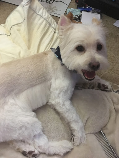 Pet Groomer «Weymouth Dog Shop», reviews and photos, 1192 Washington St, East Weymouth, MA 02189, USA