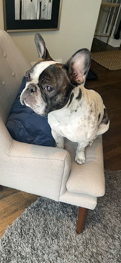 Pet Supply Store «PetSmart», reviews and photos, 9277 159th St, Orland Hills, IL 60487, USA