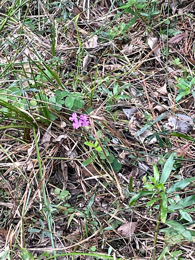 Nature Preserve «Spring Creek Greenway Nature Center», reviews and photos, 1300 Riley Fuzzel Rd, Spring, TX 77386, USA