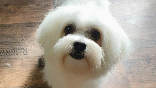 Hundesalon SeKo Friedrich-Ebert-Straße 16, 68775 Ketsch, Deutschland