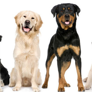 Chris Pet Kennal - Pet Seller In Panchkula photo