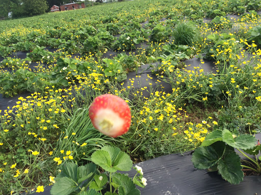Fruit and Vegetable Store «Henley Farm», reviews and photos, 3513 Charity Neck Rd, Virginia Beach, VA 23456, USA