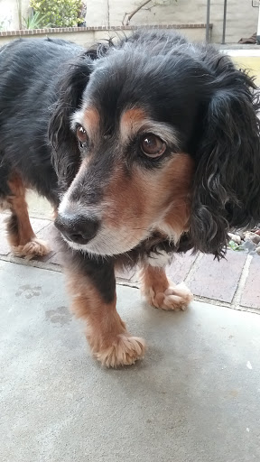 Pet Supply Store «PetSmart», reviews and photos, 33963 Doheny Park Rd, San Juan Capistrano, CA 92675, USA