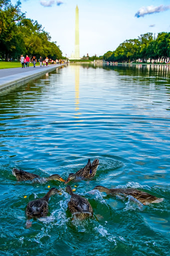 Monument «Lincoln Memorial», reviews and photos, 2 Lincoln Memorial Cir NW, Washington, DC 20037, USA