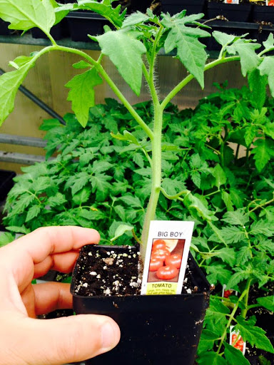 Hardware Store «Valley Park Elevator & Hardware», reviews and photos, 2 Marshall Rd, Valley Park, MO 63088, USA