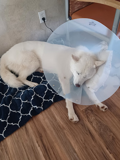 Pet Supply Store «PetSmart», reviews and photos, 316 NE 78th St, Vancouver, WA 98665, USA