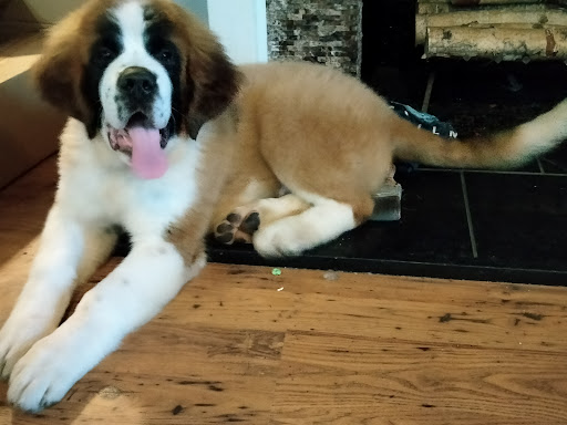 Pet Groomer «Ufuri Pet Salon», reviews and photos, 235 Huron Ave, Port Huron, MI 48060, USA