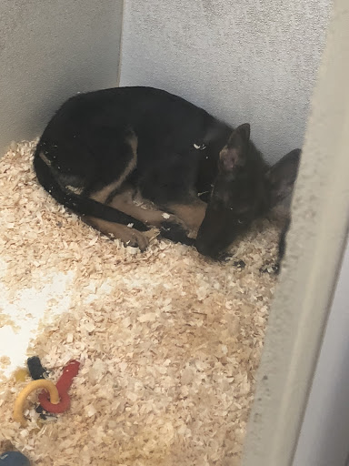 Pet Store «Yuppy Puppy Pet Shop», reviews and photos, 292 Frantz Rd, Stroudsburg, PA 18360, USA