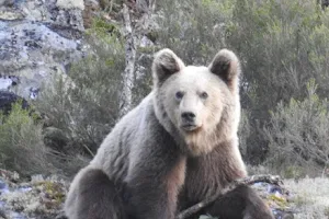 Sio Ecoturismo. Rutas de avistamiento con guía: oso pardo, rutas interpretativas, berrea del ciervo image