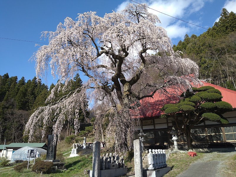 松岳寺のしだれ桜