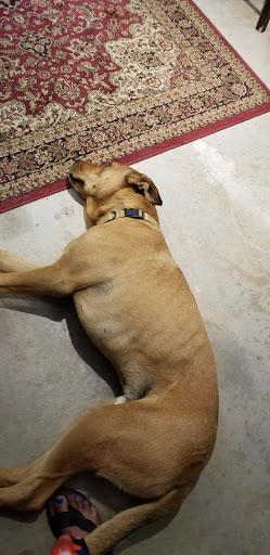 Winery «CeNita Vineyards, Winery & Tasting Room», reviews and photos, 591 Dock Dorsey Rd, Cleveland, GA 30528, USA