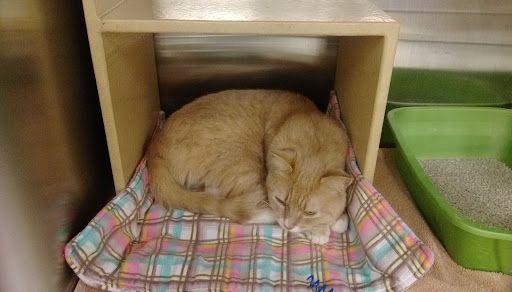 Pet Supply Store «PetSmart», reviews and photos, 13000 Aurora Ave N, Seattle, WA 98133, USA