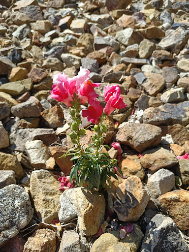 Park «High Meadows Park», reviews and photos, 4216 Ashby Field Dr, Colorado Springs, CO 80922, USA