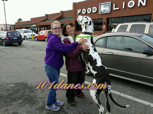 Grocery Store «Food Lion», reviews and photos, 4915 Richmond Tappahannock Hwy, Aylett, VA 23009, USA