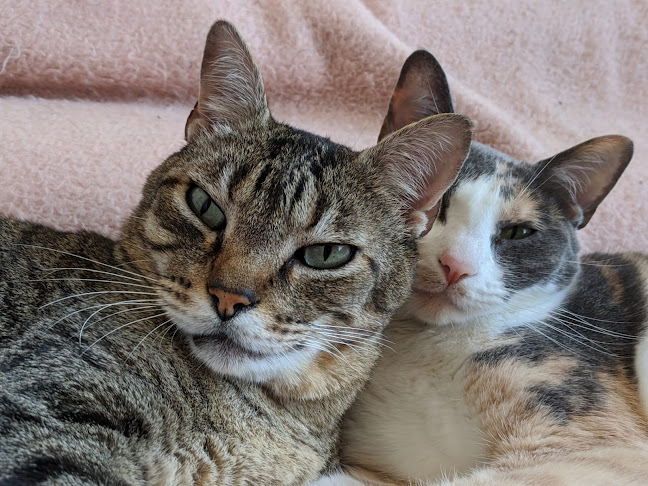 Clínica Veterinária Do Feijó - Almada