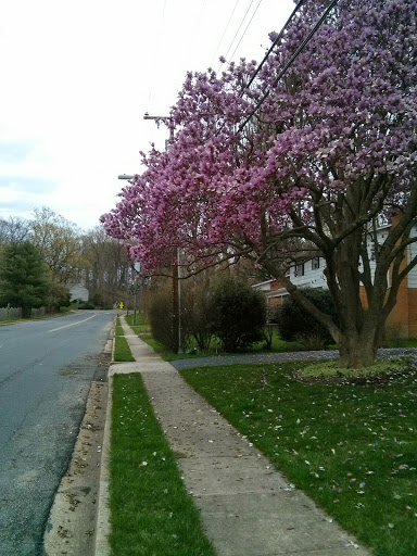 Golf Course «Westwood Country Club», reviews and photos, 800 Maple Ave E, Vienna, VA 22180, USA