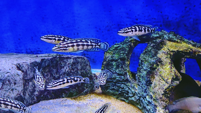Comments and reviews of K&C Rift Valley Cichlids UK