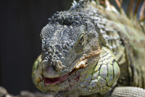 Pet Supply Store «Pet Supplies Plus», reviews and photos, 4923 Sheridan St, Hollywood, FL 33021, USA