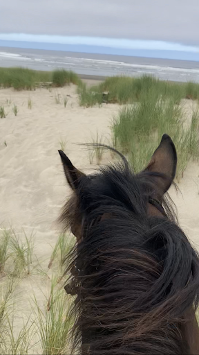 Horse Boarding Stable «Green Acres Beach & Trail Rides», reviews and photos, 5985 Pacific Ave, Cloverdale, OR 97112, USA