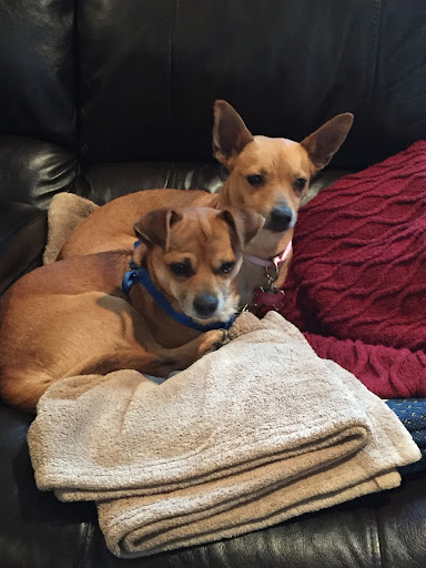 Insurance Agency «Embrace Pet Insurance», reviews and photos