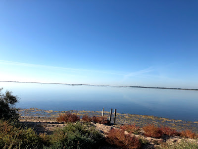 Salins de Mireval à Mireval