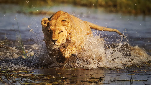 Gift Shop «Smithsonian Museum of Natural History Gift Shops», reviews and photos, 10th St NW & Constitution Avenue Northwest, Washington, DC 20004, USA