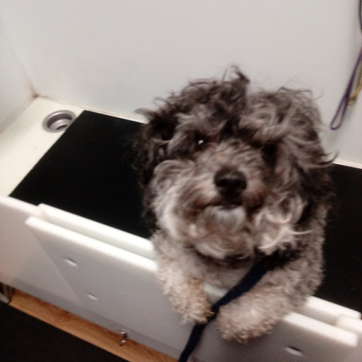 Pet Store «Super Dogs & Cats», reviews and photos, 380 Elm St, Biddeford, ME 04005, USA