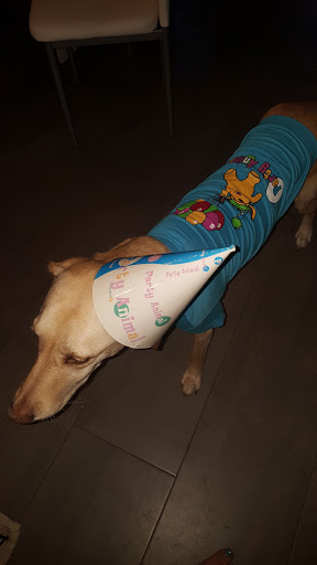 Pet Groomer «ITIG Happy Dog Wash», reviews and photos, 6465 S Chickasaw Trail, Orlando, FL 32829, USA