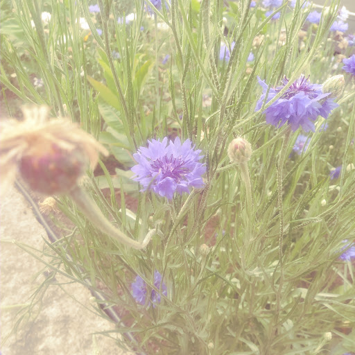 Museum «Cape Ann Museum», reviews and photos, 27 Pleasant St, Gloucester, MA 01930, USA