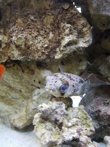 Pet Store «Fish Bowl Pets», reviews and photos, 1013 Hope St, Stamford, CT 06907, USA