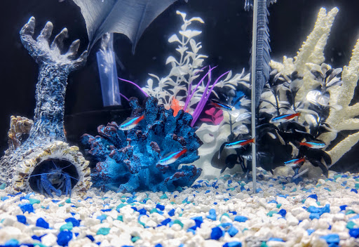 Pet Supply Store «Pet Supplies Plus», reviews and photos, 15034 San Pedro Ave Suite A, San Antonio, TX 78232, USA