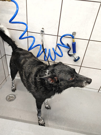 Pet Supply Store «Pet Supplies Plus», reviews and photos, 15311 Manchester Rd, Ballwin, MO 63011, USA