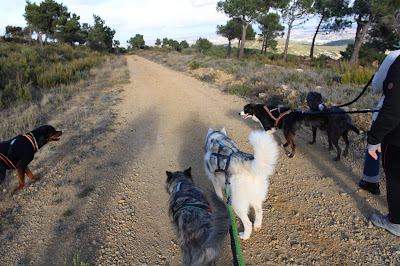 Club d'Education et de Sport Canin de la Clape - CESCC à Armissan