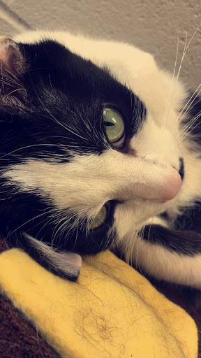 Animal Shelter «One of A Kind Pet Rescue», reviews and photos, 1929 W Market St, Akron, OH 44313, USA